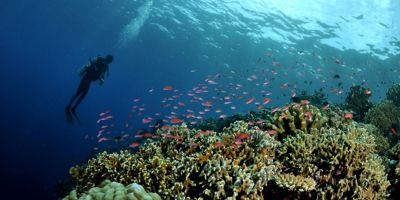 Diving Explore Laut Morotai